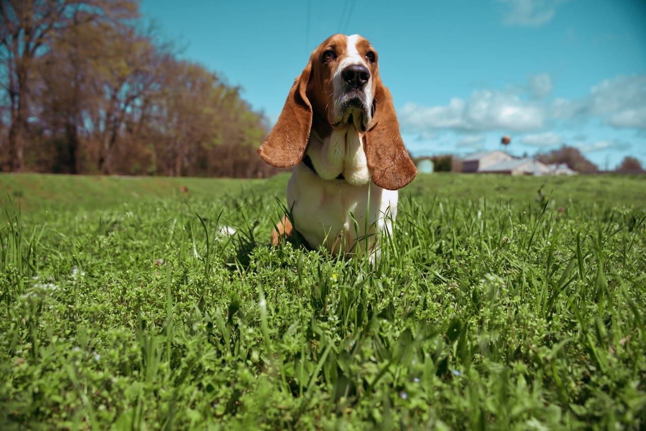 Is Freshpet Good for Dogs with Allergies